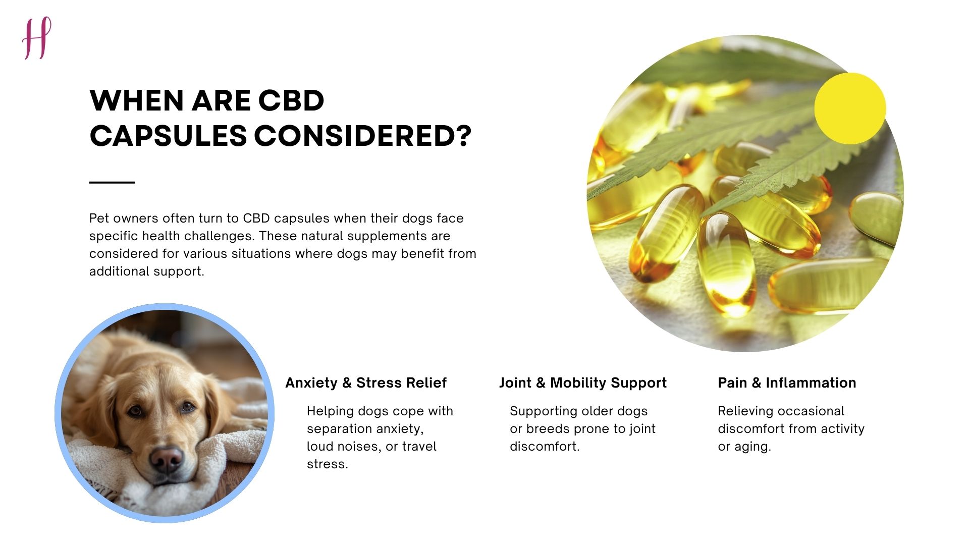 golden retriever resting on bed next to CBD capsule description.